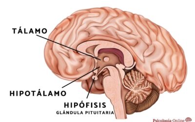 Síndrome Hipotalámico: Causas, Diagnóstico y Tratamiento